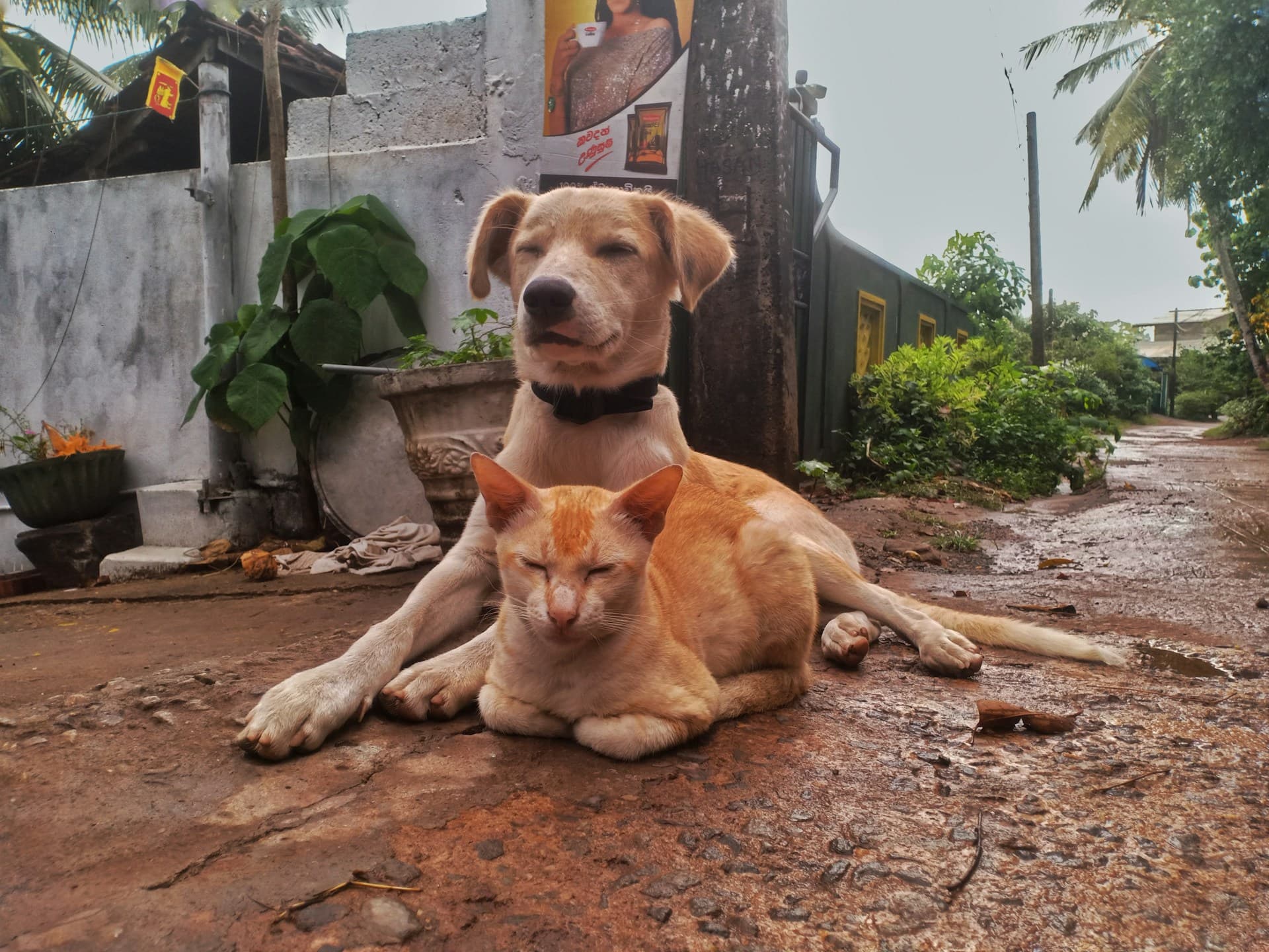 Are You a Cat Person or a Dog Person?
